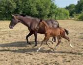 Poulain Untouchable 27