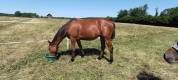 Poulain 1 an SF par Arezzo vdl