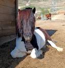 Pony castrone