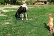 Pony castrone