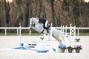 Cheval pour CSO/CCE amateur 