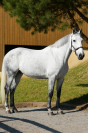 Merrie Zangersheide Te koop 2014 Schimmel ,  Cristal la silla