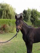 Foal 