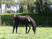 Foal 