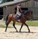 Gelding BWP Belgian Warmblood For sale 2021 Bay