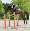Gelding BWP Belgian Warmblood For sale 2021 Bay