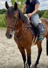 Gelding BWP Belgian Warmblood For sale 2021 Bay
