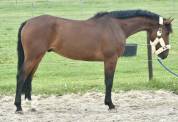 Gelding BWP Belgian Warmblood For sale 2021 Bay