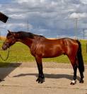 Gelding BWP Belgian Warmblood For sale 2021 Bay