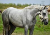 Gelding Zangersheide For sale 2022 Grey