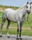 Gelding Zangersheide For sale 2022 Grey