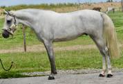 Gelding Zangersheide For sale 2022 Grey