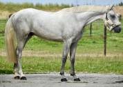 Gelding Zangersheide For sale 2022 Grey