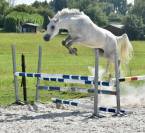 Gelding Zangersheide For sale 2022 Grey