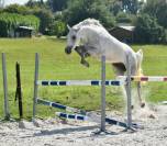 Gelding Zangersheide For sale 2022 Grey