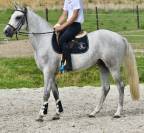 Gelding Zangersheide For sale 2022 Grey