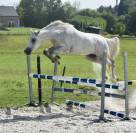 Gelding Zangersheide For sale 2022 Grey
