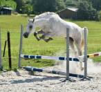 Gelding Zangersheide For sale 2022 Grey
