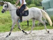 Gelding Zangersheide For sale 2022 Grey