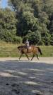 Demi-pension dressage 