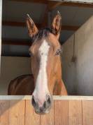 Demi-pension dressage 