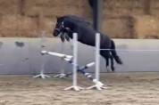 Poneys 138cm - Hongre - 12 ans 