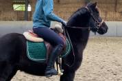 Poneys 138cm - Hongre - 12 ans 