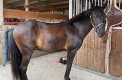 Poneys 138cm - Hongre - 12 ans 