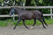 Poneys 138cm - Hongre - 12 ans 