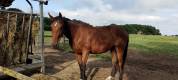 Hongre SF par Andiamo semilly 