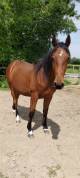 Hongre SF par Andiamo semilly 