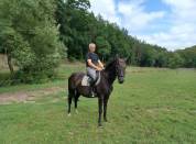 Jument de sport hanovrien 