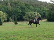 Jument de sport hanovrien 