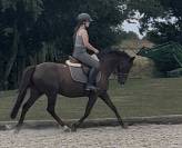 Ponette D orientation dressage - complet 