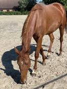 ✨À VENDRE - Jument de 3 ans ✨