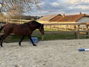 Poulain OC issu de PRE 
