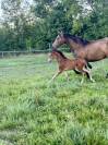 Poulain OC issu de PRE 
