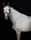 Cheval à vendre 