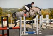 Cheval à vendre 