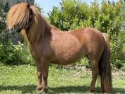 Ponette shetland