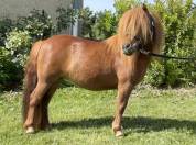 Ponette shetland