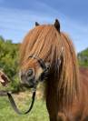Ponette shetland