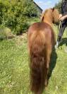 Ponette shetland