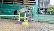 Welsh pony PP entier