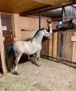 Welsh pony PP entier