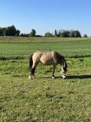 Welsh pony PP entier