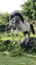 Welsh pony PP entier