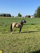 Welsh pony PP entier