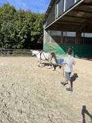 Welsh pony PP entier