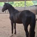 Location pour valorisation en circuit jeunes chevaux 